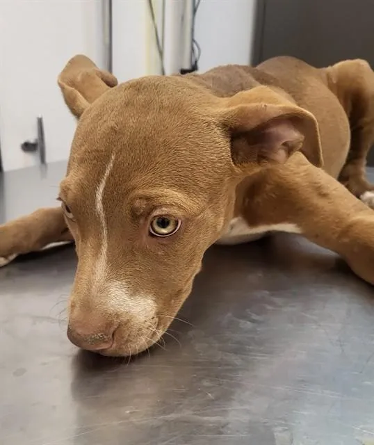 A baby small-sized female Pit Bull Terrier dog named Agatha for adoption in Tucson, AZ