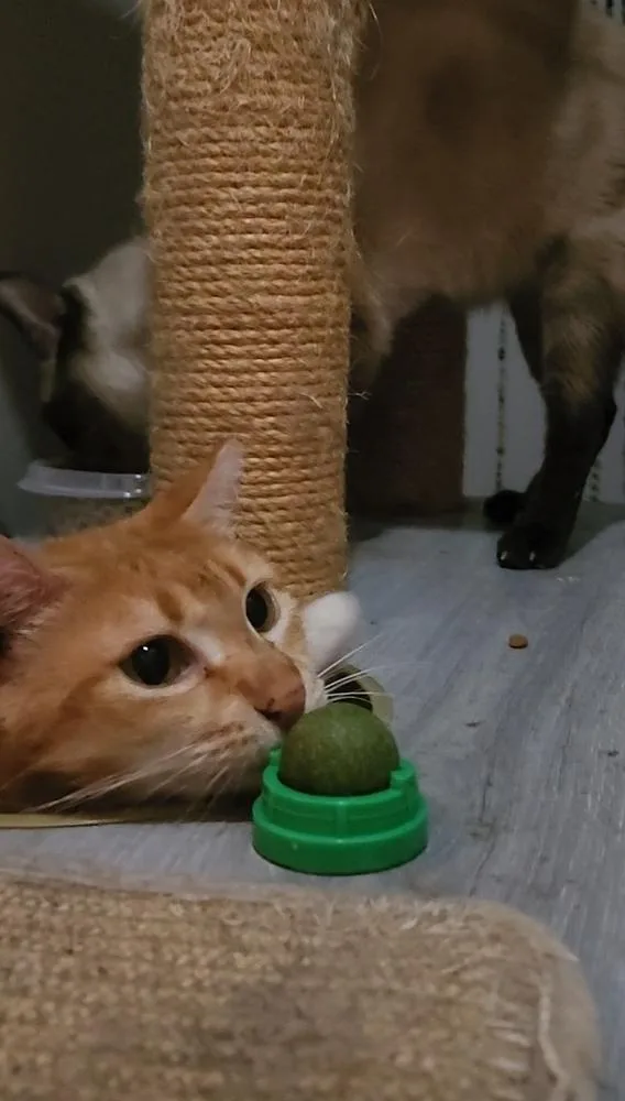 Creamsicle thumbnail 2