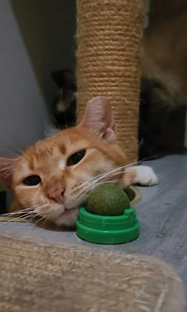 Creamsicle thumbnail 3