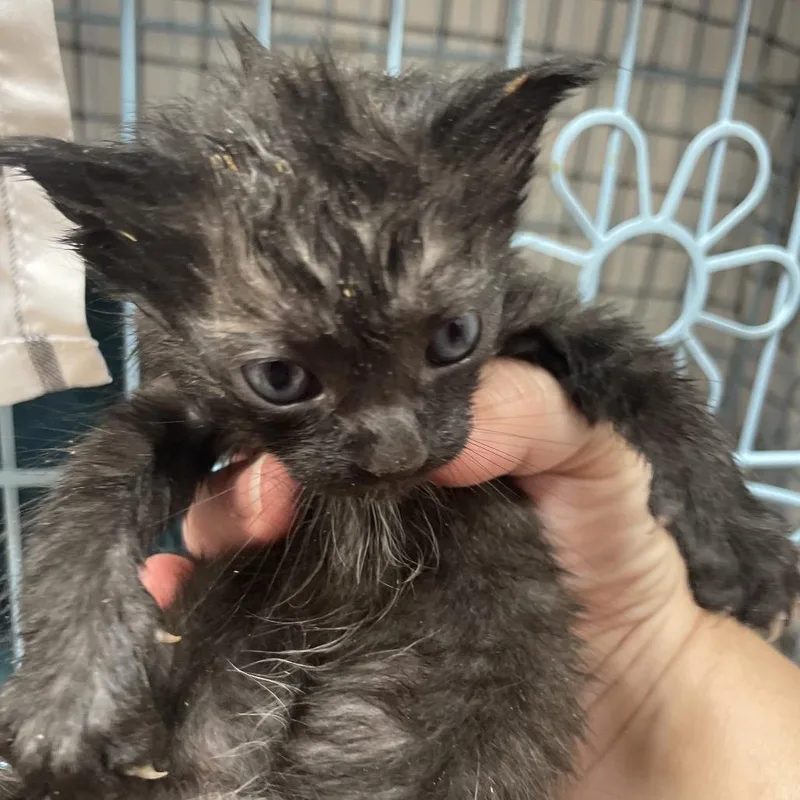 A baby small-sized female Black Domestic Short Hair cat named Rutabaga for adoption in Huntsville, AL
