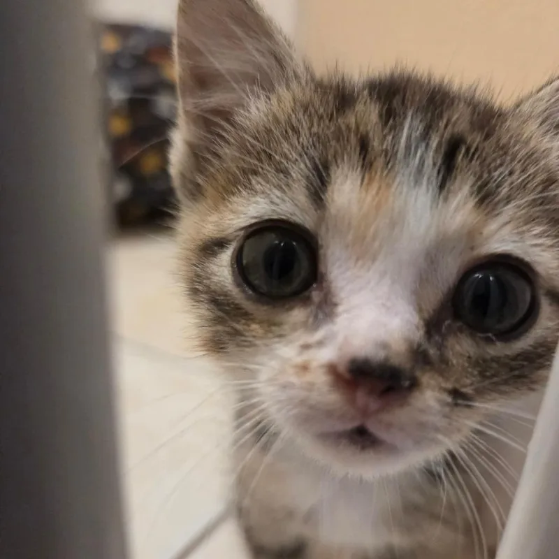 A baby extra large-sized female Brown / Chocolate Domestic Short Hair cat named Candy Paint DR for adoption in Tallahassee, FL