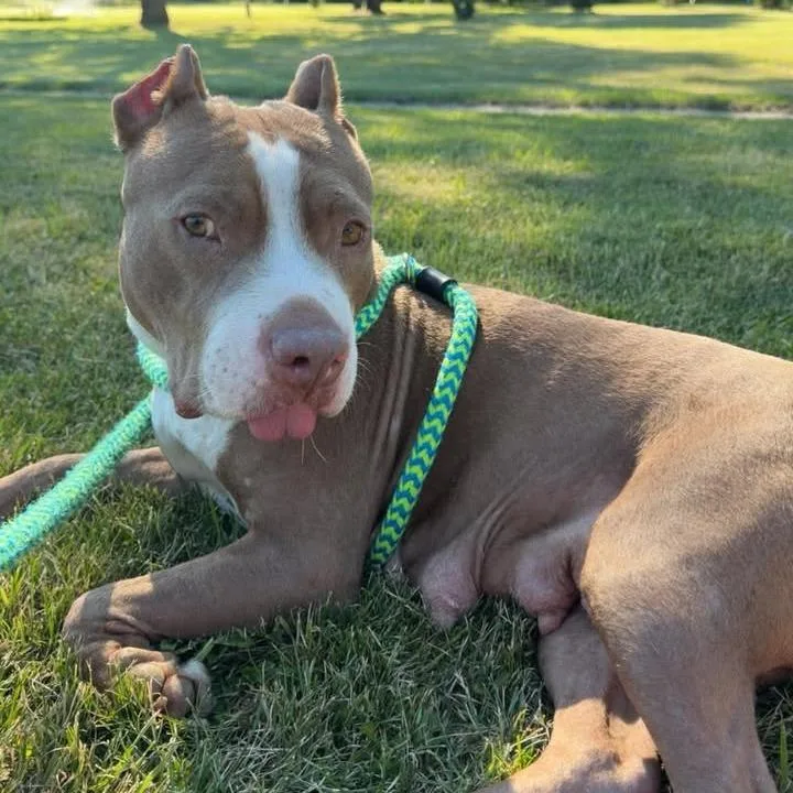An adult medium-sized female Yellow / Tan / Blond / Fawn Pit Bull Terrier dog named Lulamae for adoption in Fargo, ND