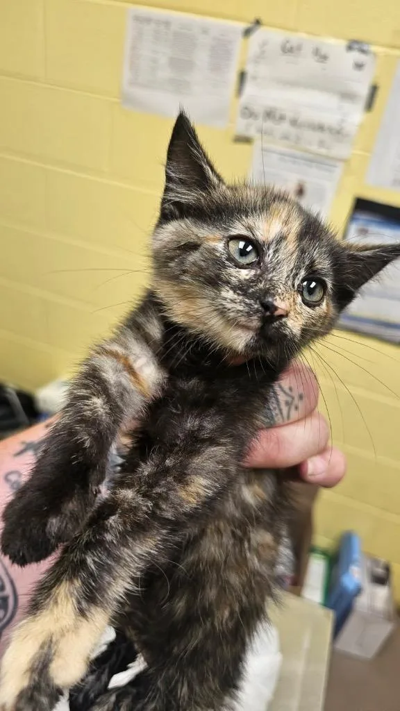 A baby small-sized female Domestic Short Hair cat named Liberty for adoption in Crossville, TN