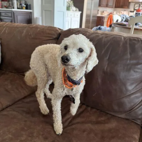 Cinnamon thumbnail 2