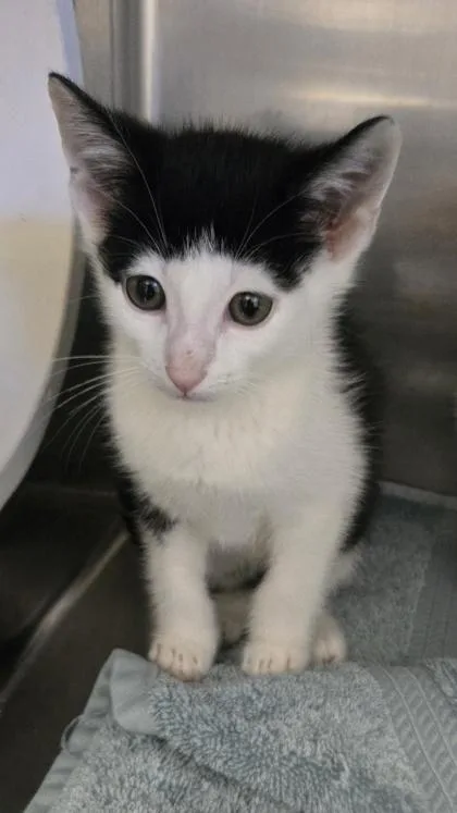 A baby small-sized male Domestic Short Hair cat named Hunter for adoption in Gainesville, FL