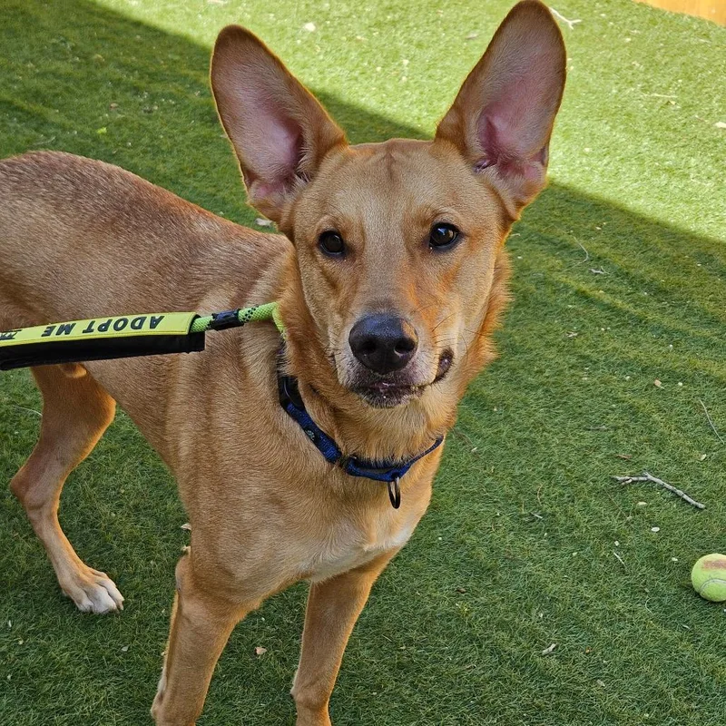 An adult large-sized male Golden German Shepherd Dog dog named Kanga JW for adoption in Austin, TX