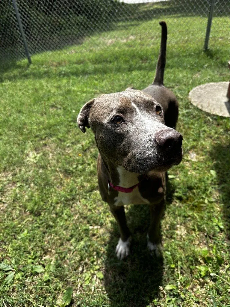 A young large-sized female Pit Bull Terrier dog named DA  Lucy Mae for adoption in Glen Allen, VA