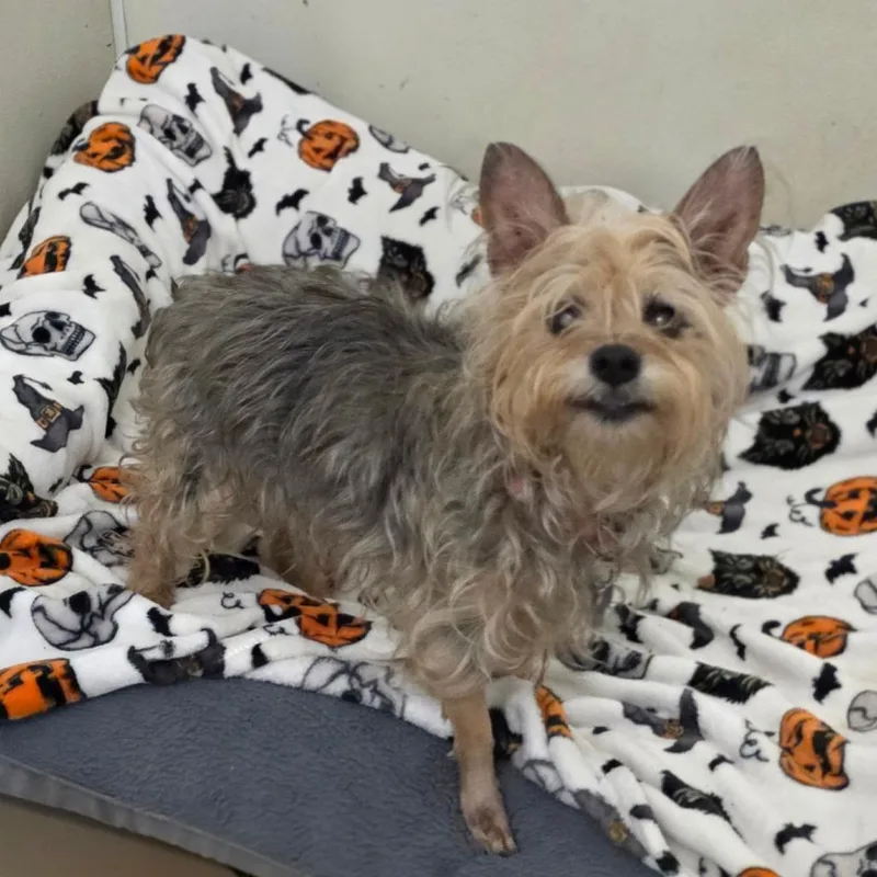 Bellatrix  Chino Hills
