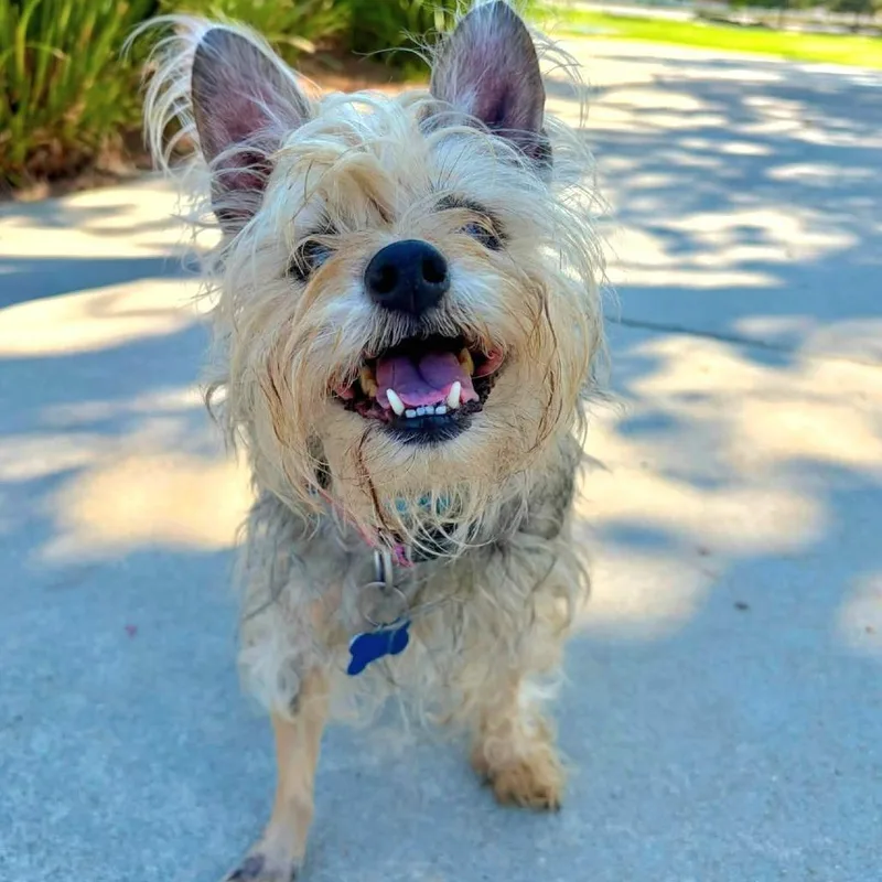 Bellatrix  Chino Hills thumbnail 5