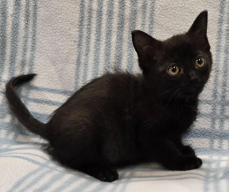 A baby small-sized female Domestic Short Hair cat named Fae for adoption in Murphysboro, IL
