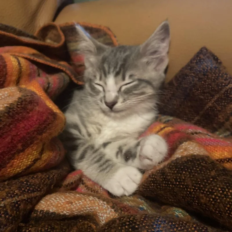 A baby small-sized female Gray / Blue / Silver Domestic Short Hair cat named Betty Boots for adoption in Santa Rosa, CA