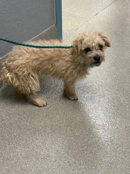 A young small-sized male Terrier dog named Elton for adoption in Las Vegas, NV