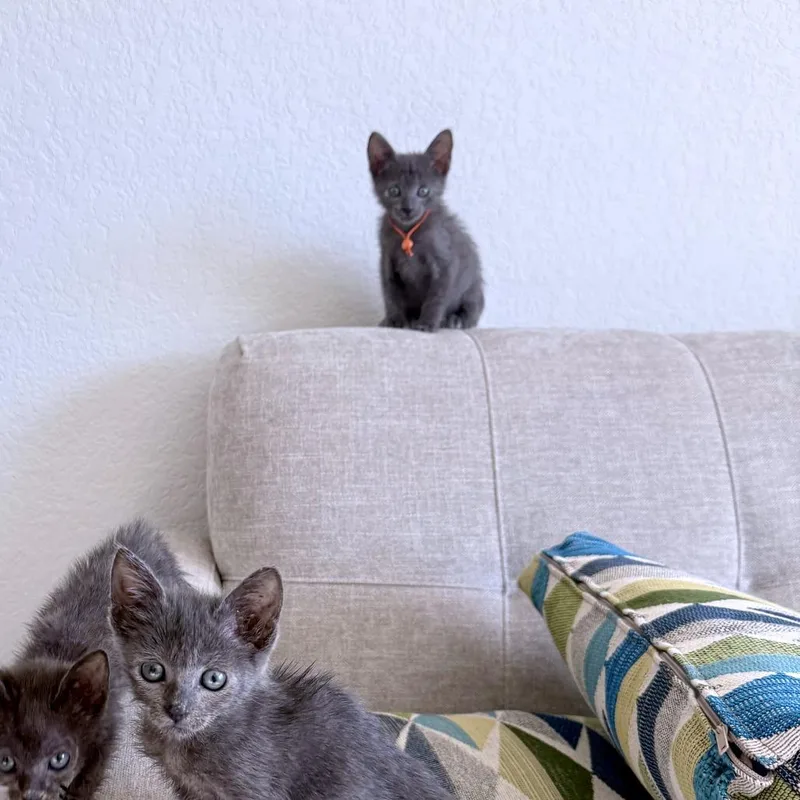 A baby small-sized male Gray / Blue / Silver Domestic Short Hair cat named Ragamuffin for adoption in Austin, TX