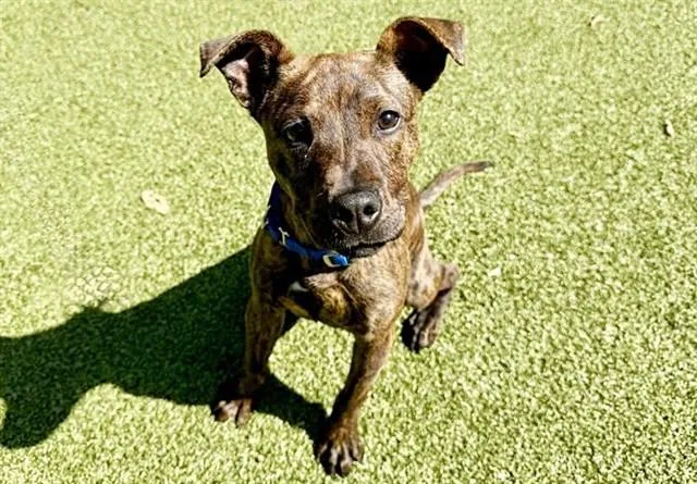 A young small-sized female Pit Bull Terrier dog named Billie Jean for adoption in Saint Louis, MO