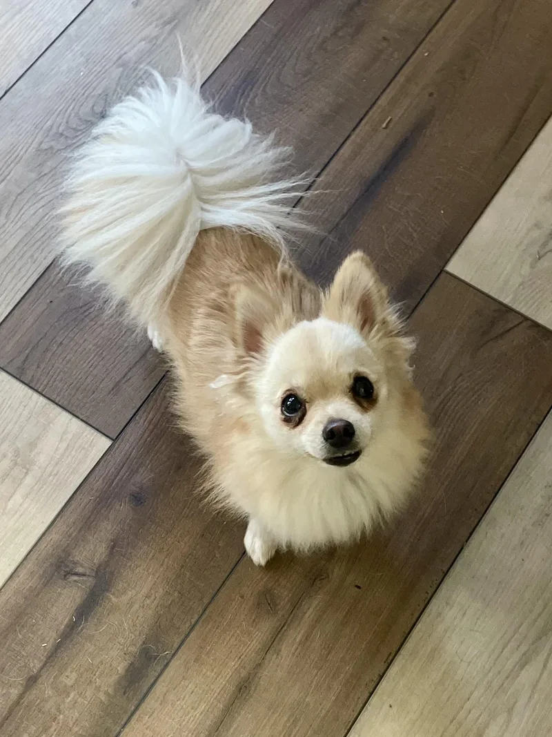 Mochi