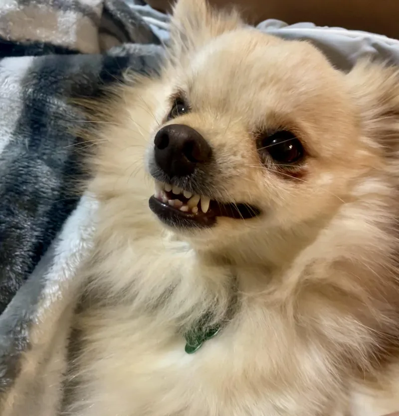 Mochi thumbnail 2