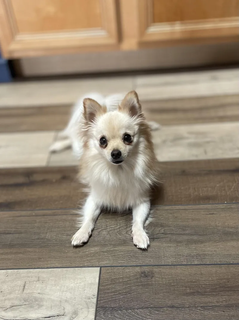 Mochi thumbnail 4