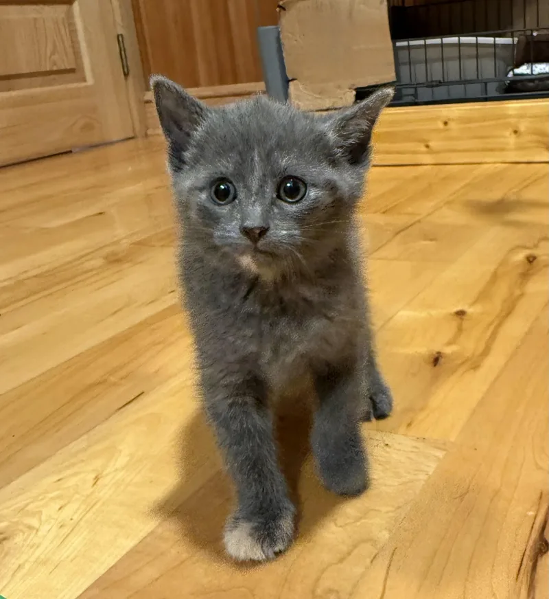 A baby small-sized female Tortoiseshell Domestic Short Hair cat named Oleander for adoption in Buena Vista, VA