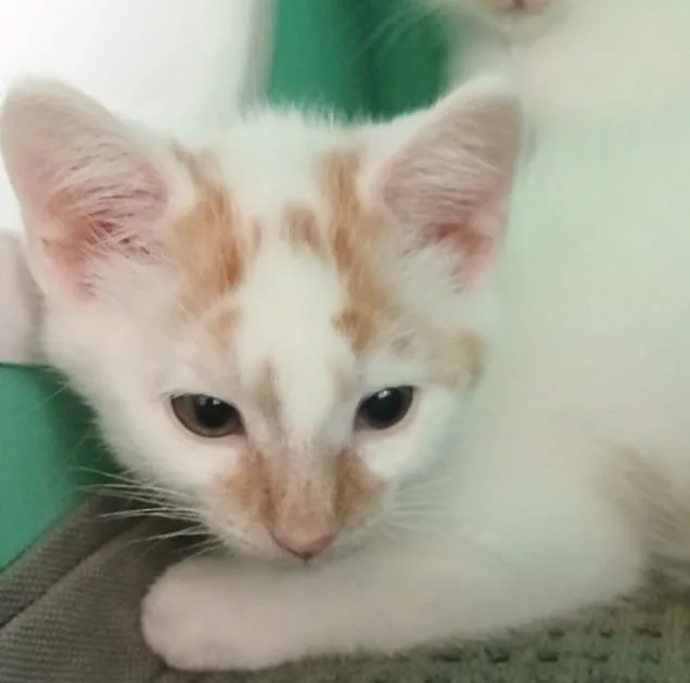 Cheeto Dust thumbnail 2