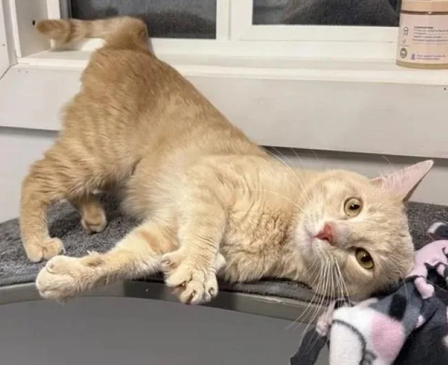An adult medium-sized male Buff / Tan / Fawn Domestic Short Hair cat named Bacon for adoption in Madison, WI