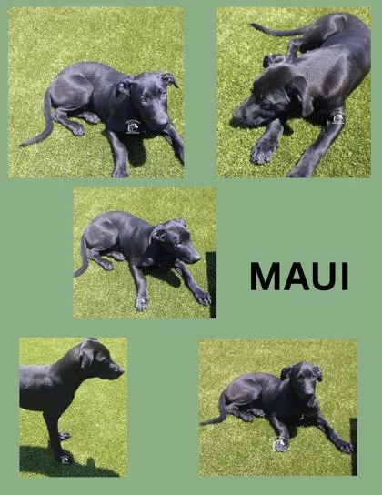 Maui thumbnail 3