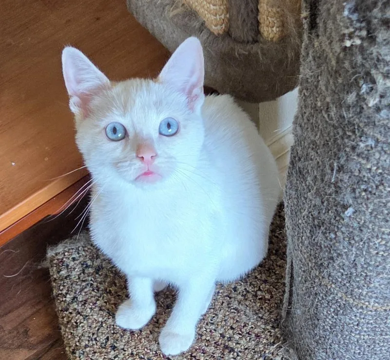 A baby medium-sized female Domestic Short Hair cat named Willow for adoption in Lancaster, PA
