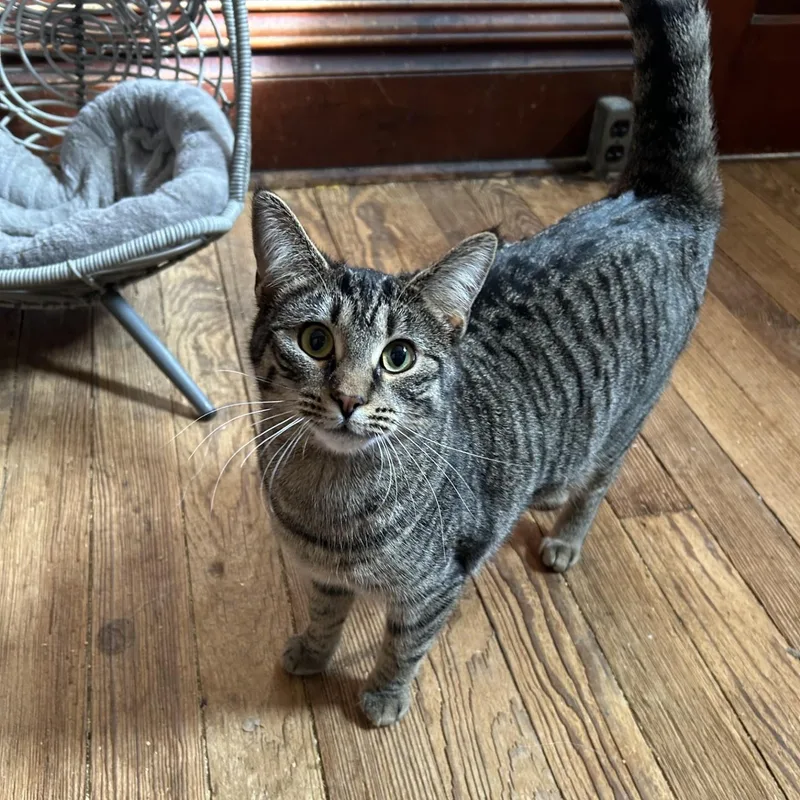 Camembert thumbnail 2