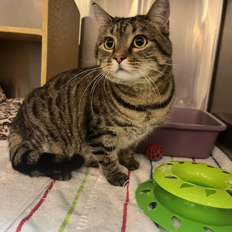 A young medium-sized female Tabby (Brown / Chocolate) Domestic Short Hair cat named Viola for adoption in Omaha, NE