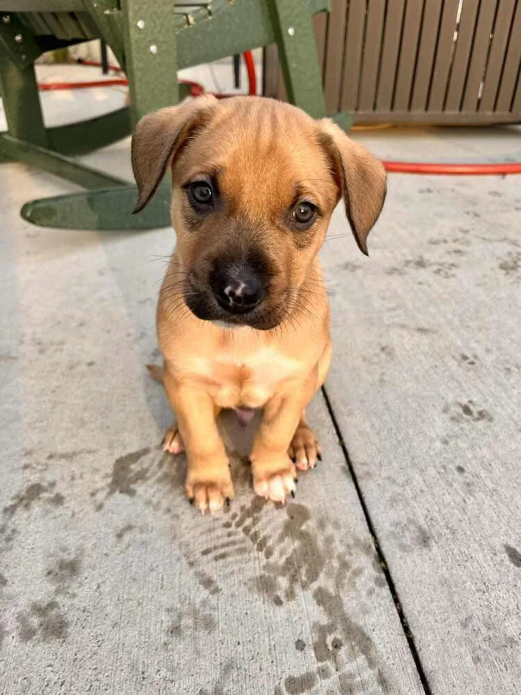 A baby small-sized male Mixed Breed dog named Milo for adoption in Amherst, NY