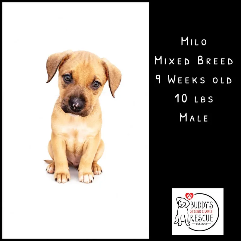 Milo thumbnail 6