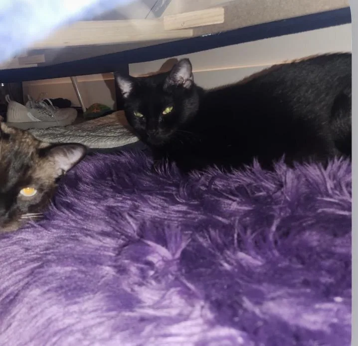 A young medium-sized female Black Domestic Short Hair cat named Susie for adoption in Austin, TX