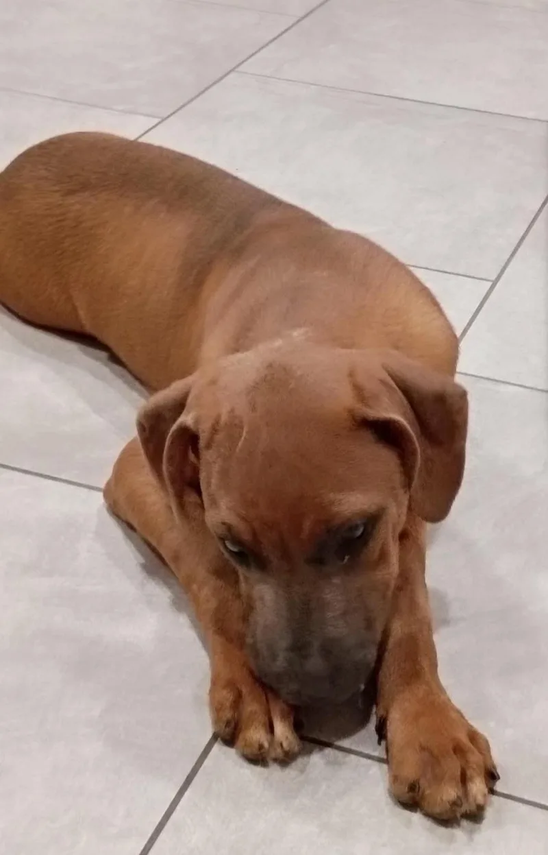 A baby medium-sized male Brown / Chocolate Boxer dog named Renzo for adoption in Houston, TX