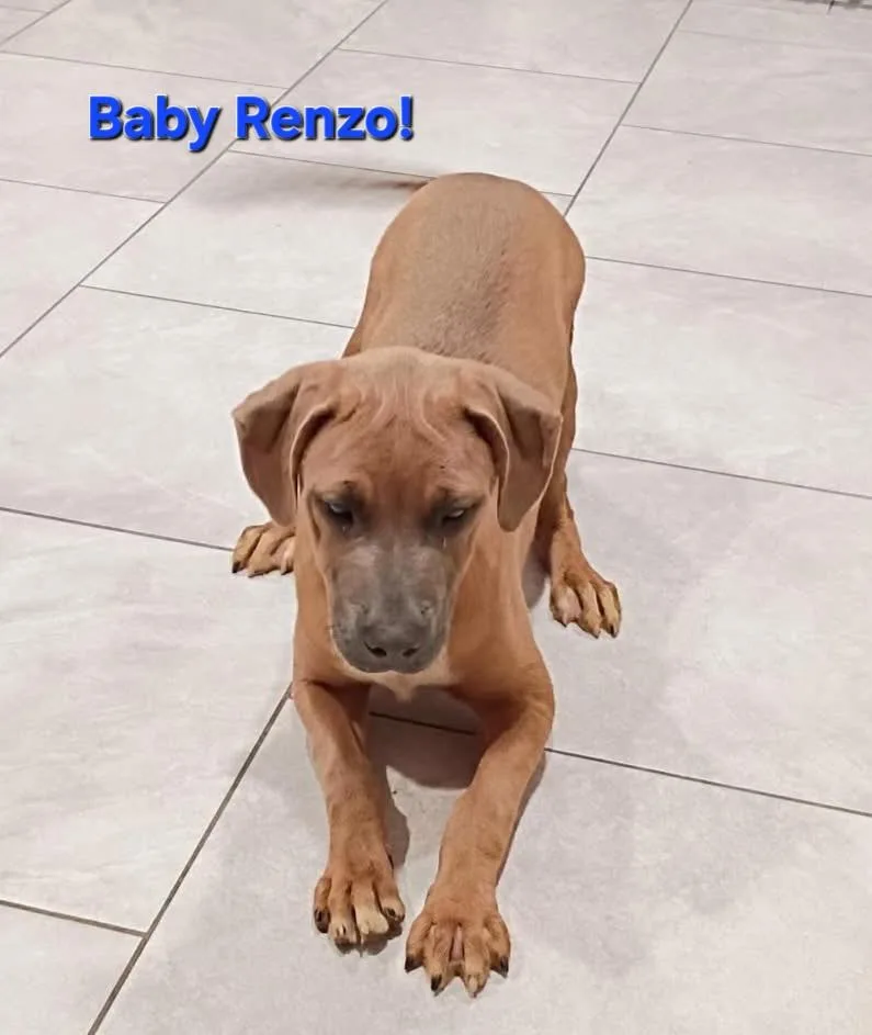 Renzo thumbnail 5
