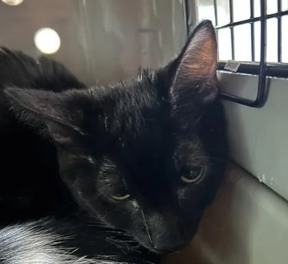 A baby small-sized male Domestic Short Hair cat named Jamie for adoption in Cincinnati, OH