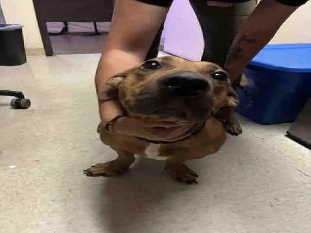 An adult medium-sized male Pit Bull Terrier dog named Slinky for adoption in Bonita, CA