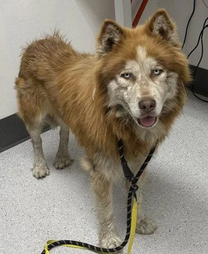 An adult large-sized male Husky dog named Odin for adoption in Oakland, CA