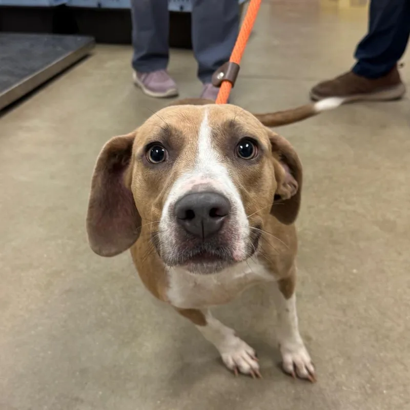 YORKStray