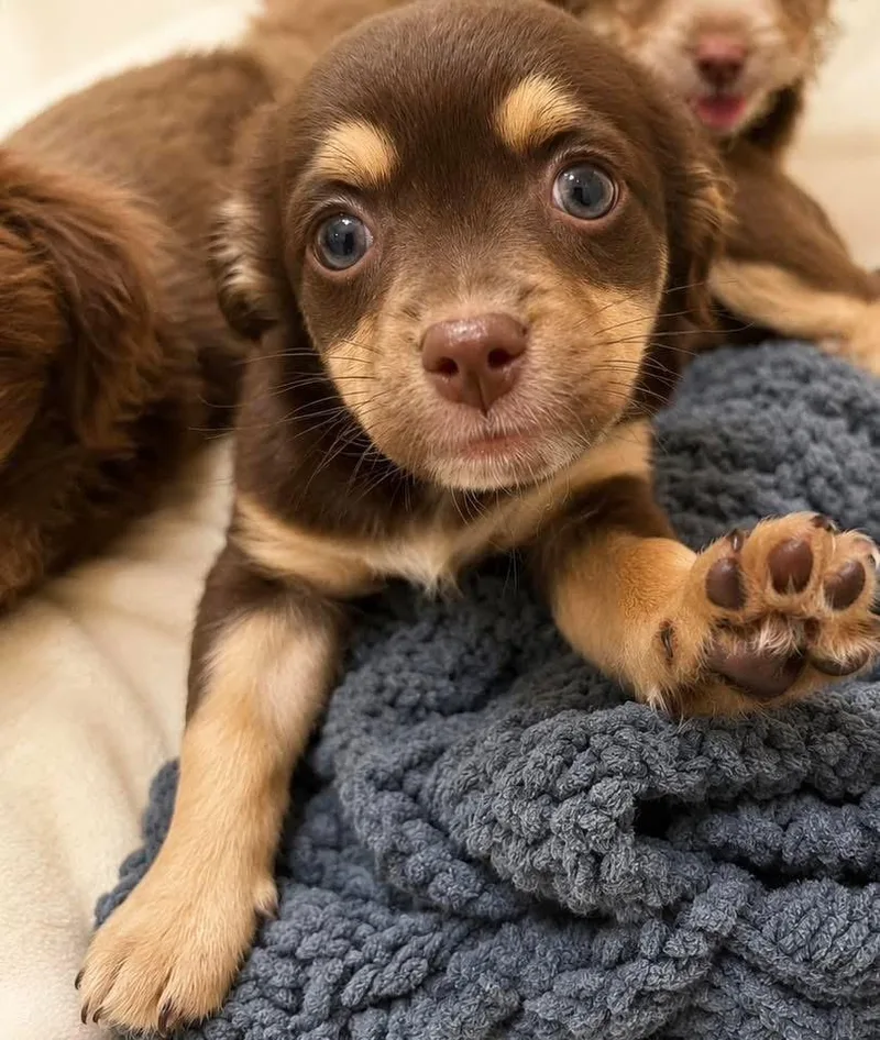 A baby medium-sized male Mixed Breed dog named Waffles for adoption in Monticello, MN