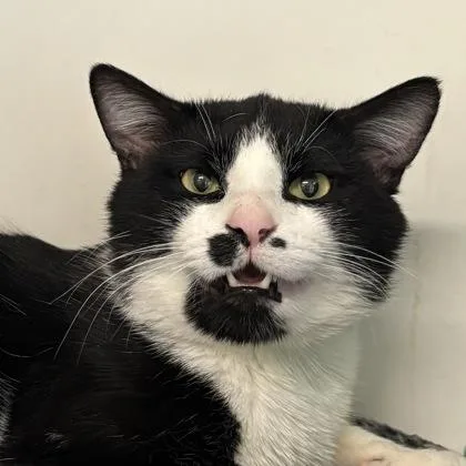 A young medium-sized male Domestic Short Hair cat named Cricket for adoption in Janesville, WI