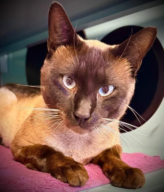 A young small-sized male Siamese cat named Lindt for adoption in Santa Cruz, CA