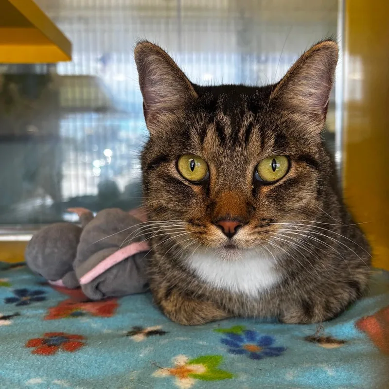 An adult large-sized male Brown / Chocolate Domestic Medium Hair cat named Ru'ah for adoption in Abilene, TX