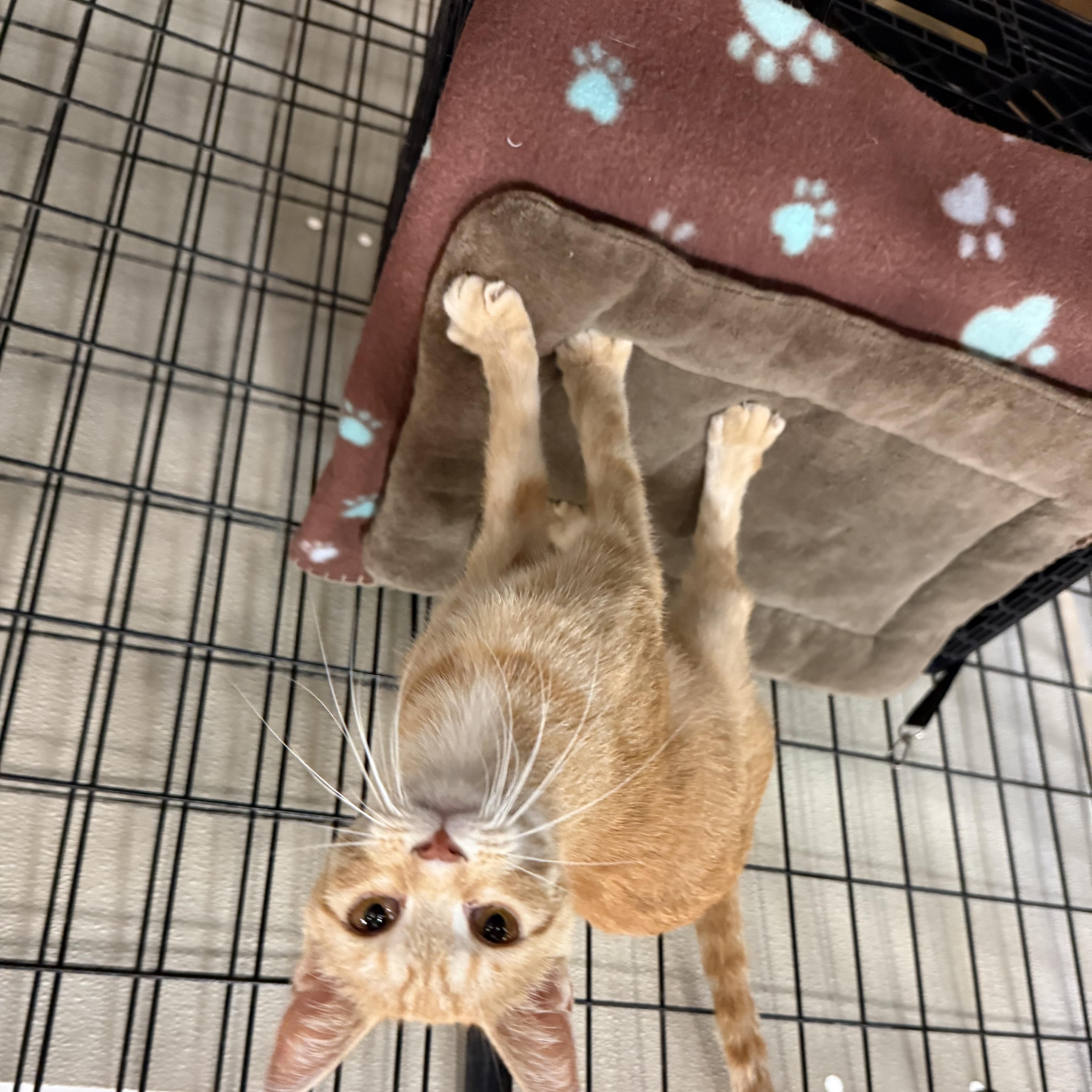 A young small-sized female Orange / Red Domestic Short Hair cat named Ziggy for adoption in Columbus, OH