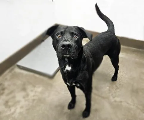 A young medium-sized male Labrador Retriever dog named Cliff for adoption in Tucson, AZ