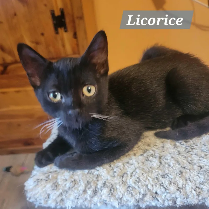 A baby medium-sized male Black Domestic Short Hair cat named Licorice for adoption in East Amherst, NY