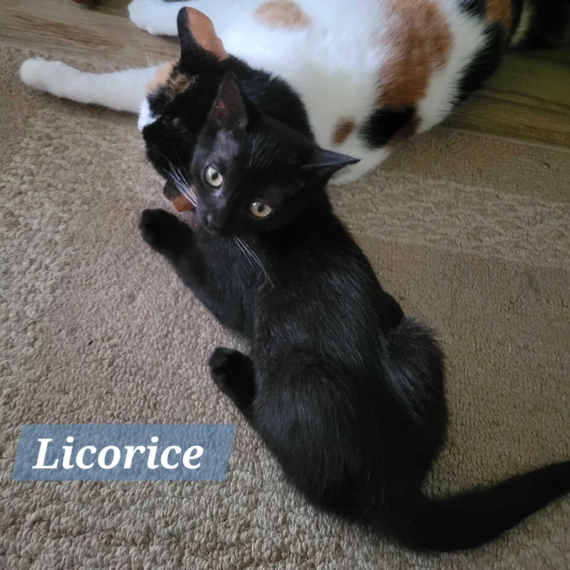 Licorice thumbnail 3