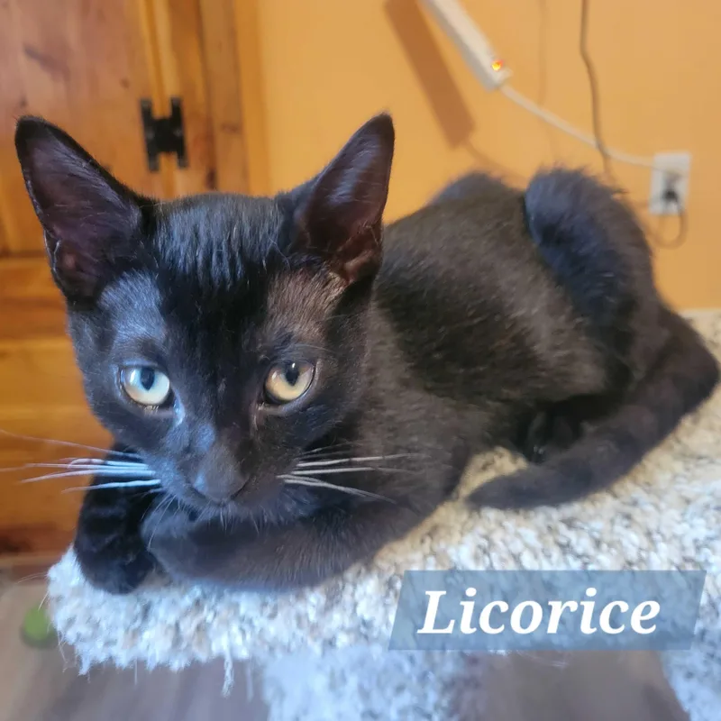 Licorice thumbnail 4
