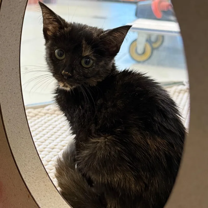 A baby small-sized female Gray / Blue / Silver Domestic Short Hair cat named Gertie for adoption in West Palm Beach, FL