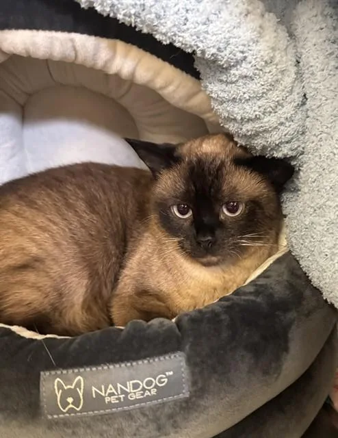 An adult medium-sized female Siamese cat named Fava for adoption in Brewster, MA