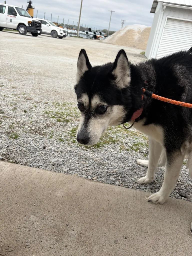 A senior large-sized female Siberian Husky dog named Kila for adoption in Rensselaer, IN