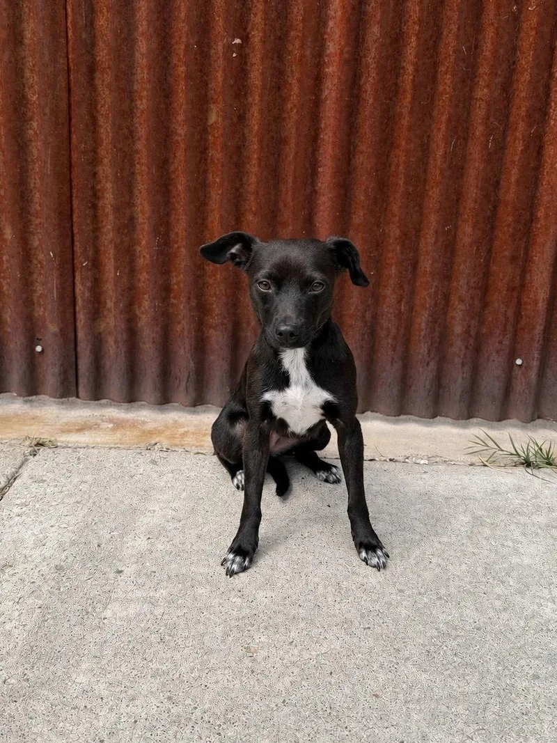 Millie May thumbnail 2